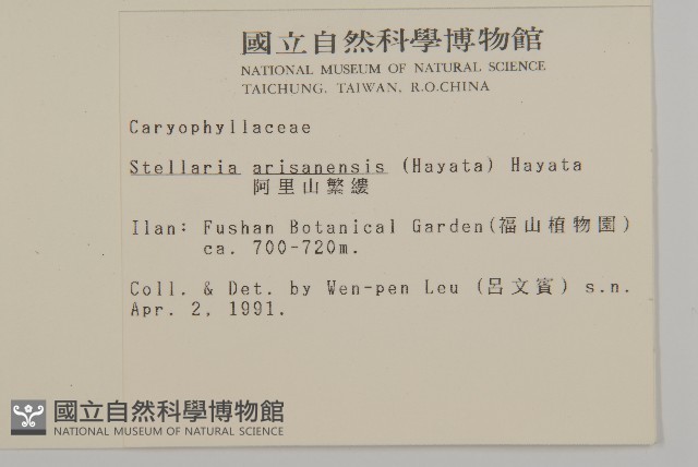 阿里山繁縷藏品圖，第2張