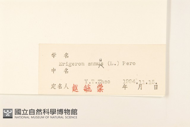 白頂飛蓬藏品圖，第3張