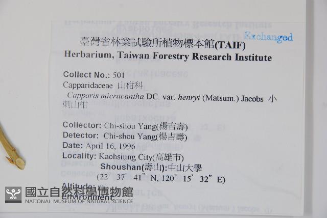 小刺山柑藏品圖，第2張
