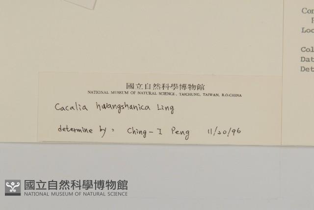 黃山蟹甲草藏品圖，第3張