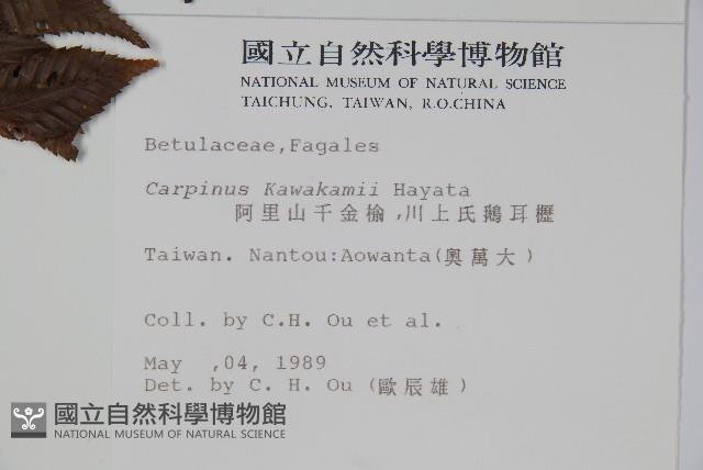 阿里山千金榆藏品圖，第2張