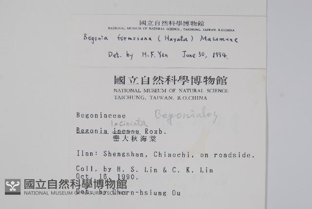 水鴨腳藏品圖，第2張