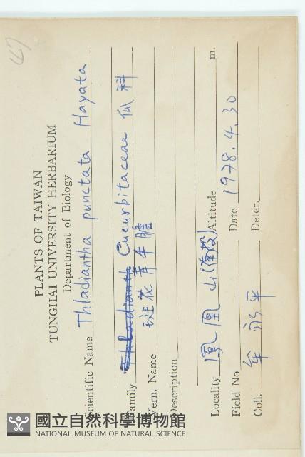 斑花青牛膽藏品圖，第2張