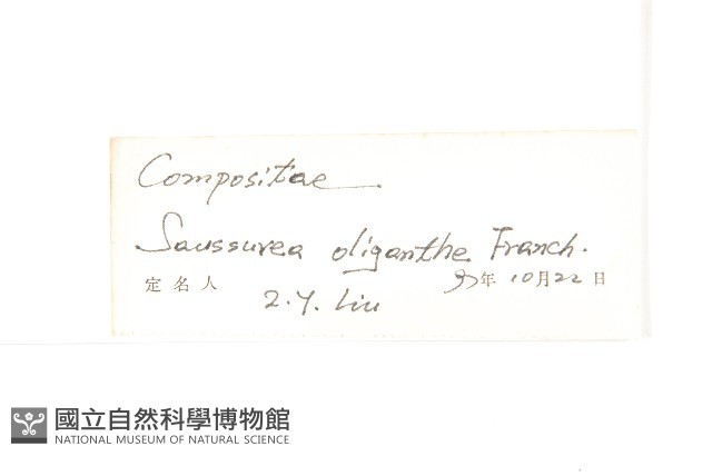 少花鳳毛菊藏品圖，第3張