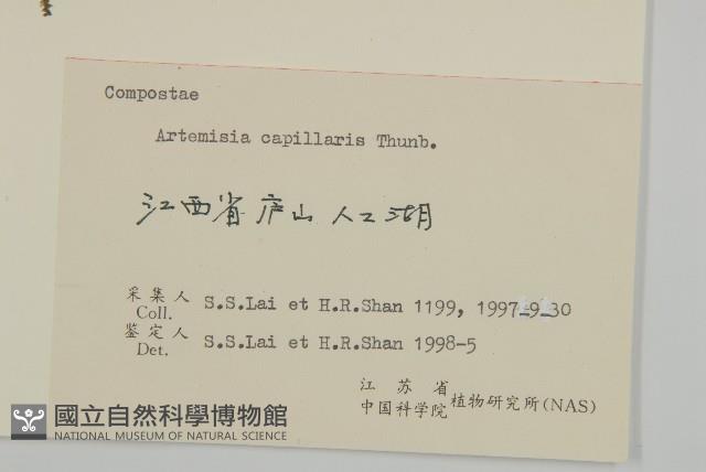 茵蔯蒿藏品圖，第3張