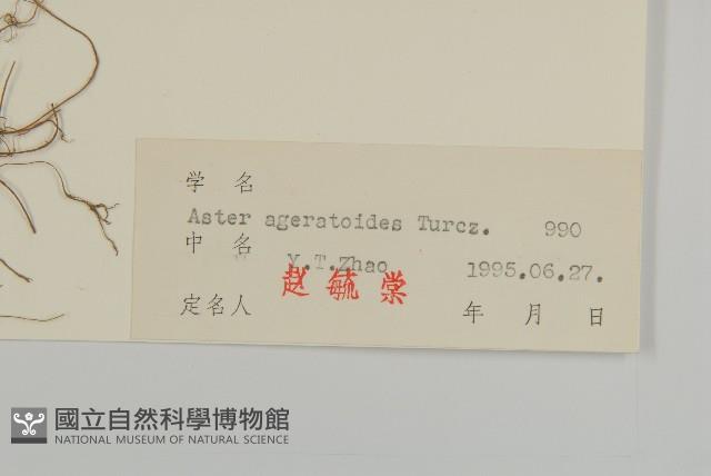 山白蘭藏品圖，第3張