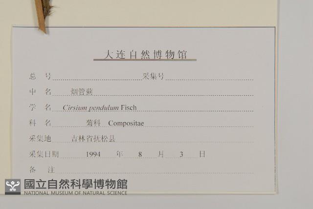 煙管草藏品圖，第3張