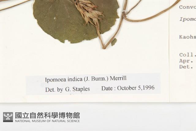 銳葉牽牛藏品圖，第3張