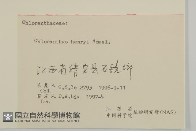 寬葉金粟蘭藏品圖，第3張