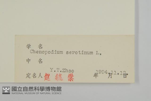 小葉藜藏品圖，第3張