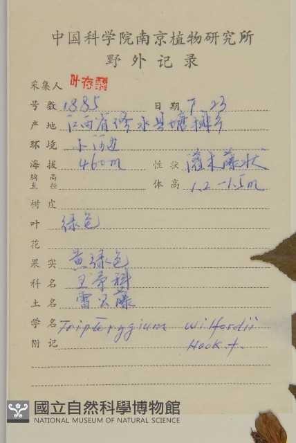 雷公藤藏品圖，第2張