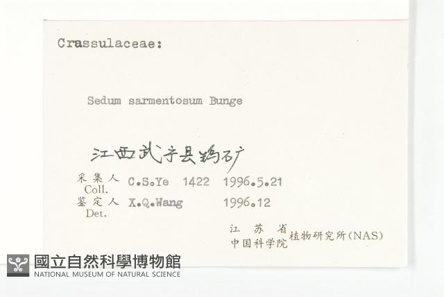 垂盆草藏品圖，第3張