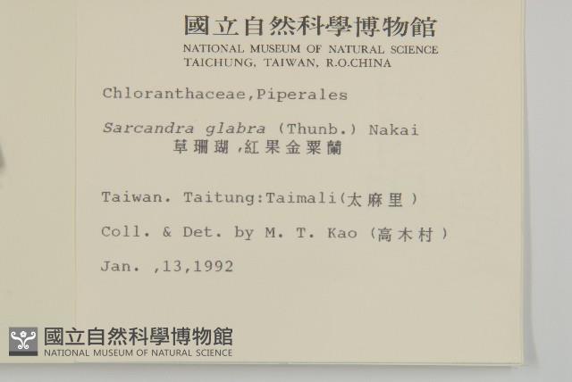 草珊瑚、紅果金粟蘭藏品圖，第2張