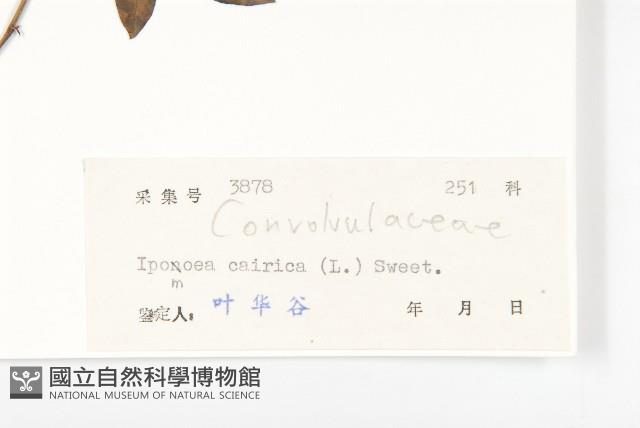 番仔藤藏品圖，第3張