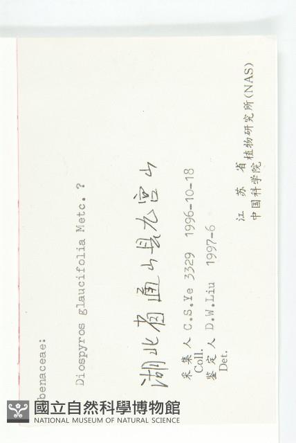 浙江柿藏品圖，第3張