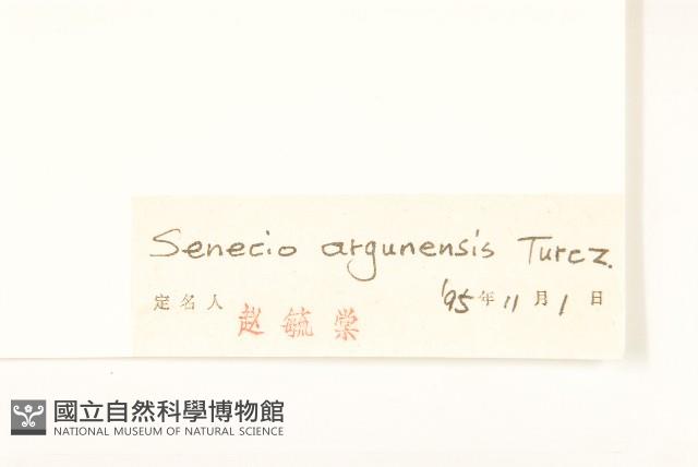 羽葉千里光藏品圖，第3張