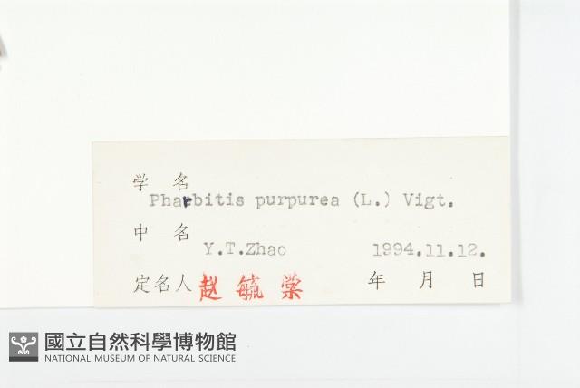 圓葉牽牛藏品圖，第3張