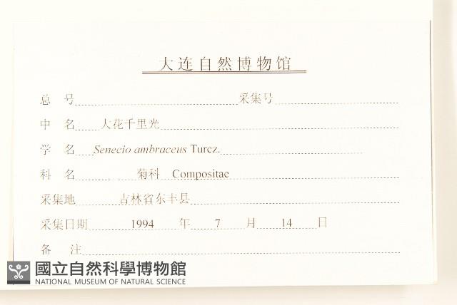 大花千里光藏品圖，第3張