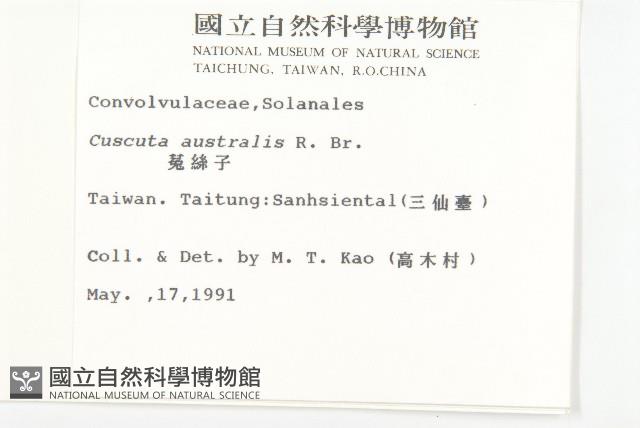 菟絲子藏品圖，第2張