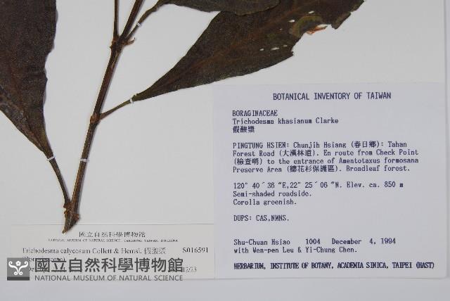 假酸漿藏品圖，第2張