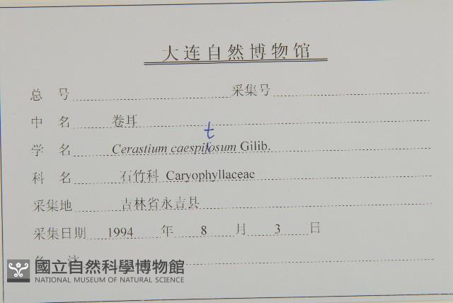 簇生卷耳藏品圖，第3張