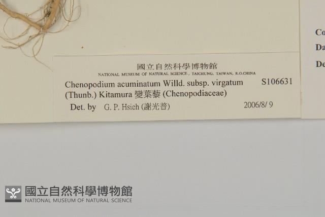 變葉藜藏品圖，第3張