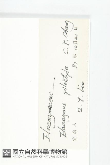 毛柱胡頹子藏品圖，第3張