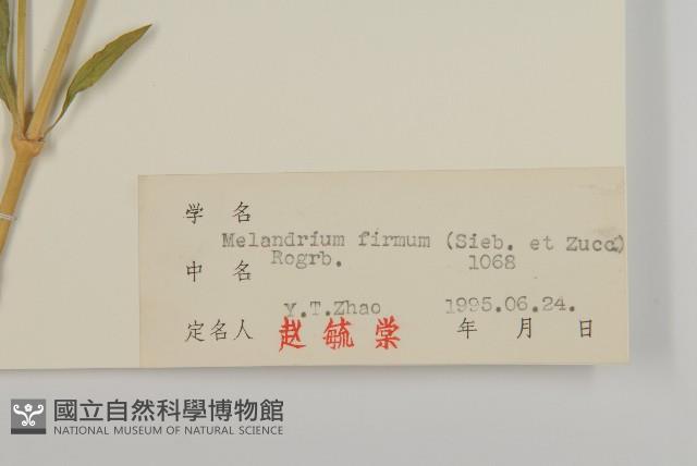 堅硬女婁菜藏品圖，第3張