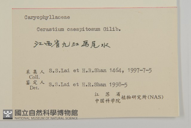 簇生卷耳藏品圖，第3張