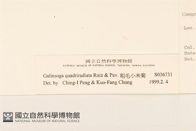 粗毛小米菊藏品圖，第3張