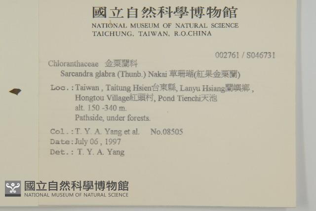 草珊瑚、紅果金粟蘭藏品圖，第2張