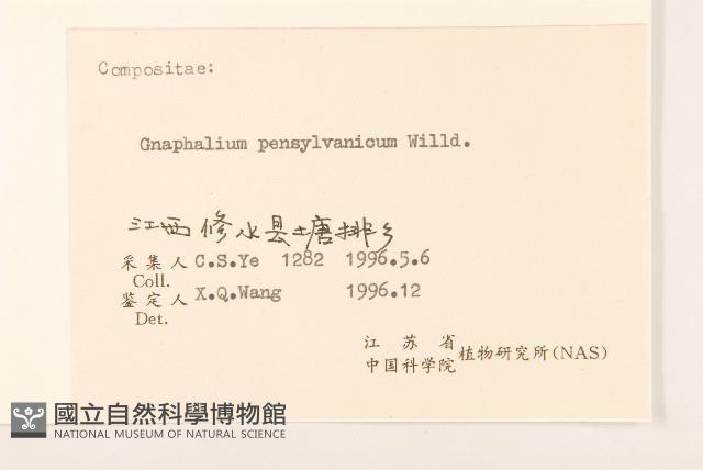 匙葉鼠麴草藏品圖，第3張