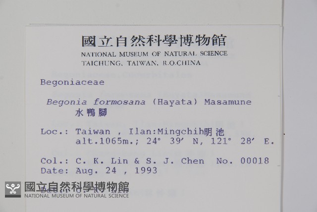 水鴨腳藏品圖，第2張