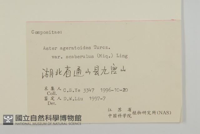 微糙三脈紫菀藏品圖，第3張