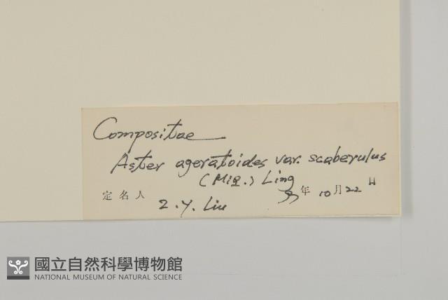 微糙三脈紫菀藏品圖，第3張