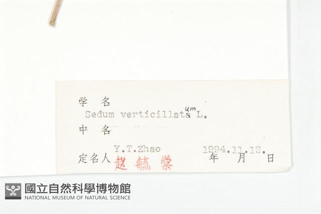 輪葉景天藏品圖，第3張