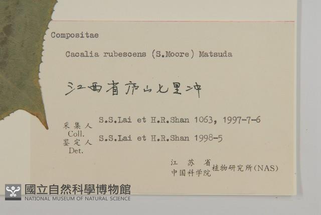 矢鏃葉蟹甲草藏品圖，第3張