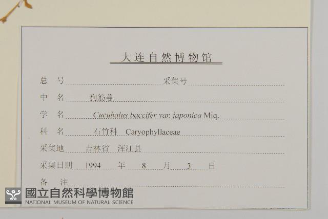 狗筋蔓藏品圖，第3張