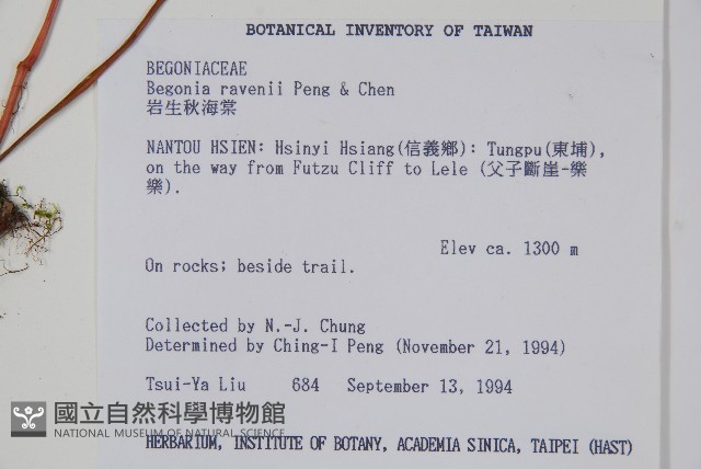 岩生秋海棠藏品圖，第2張