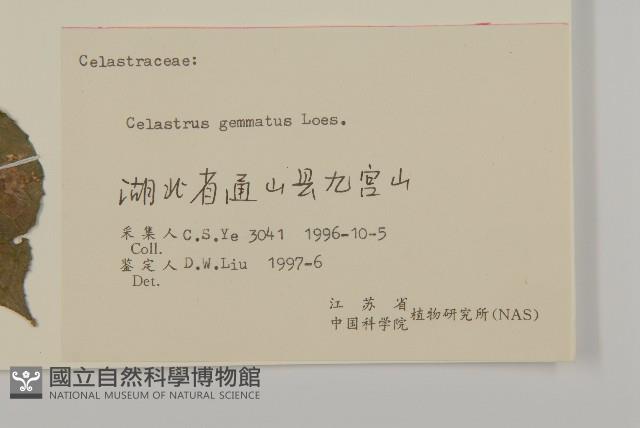 哥蘭葉藏品圖，第3張