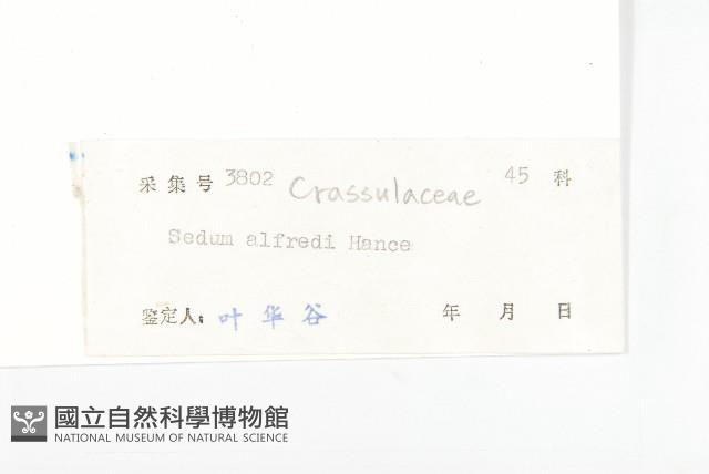 石板菜藏品圖，第3張