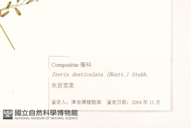 苦實菜藏品圖，第3張