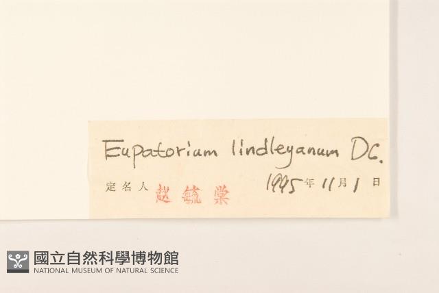 林氏澤蘭藏品圖，第3張