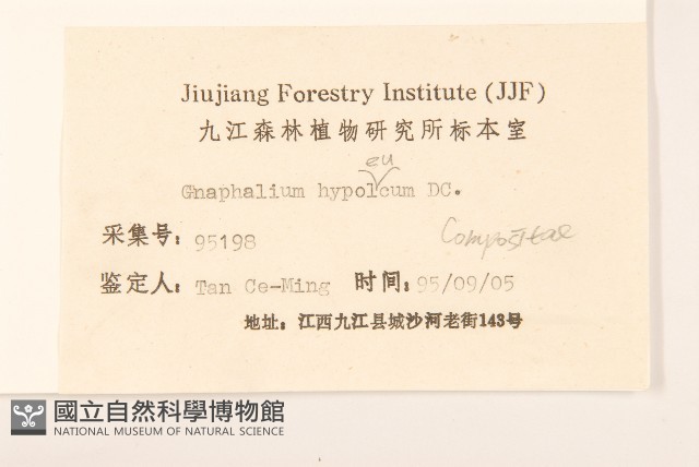 秋鼠麴草藏品圖，第3張