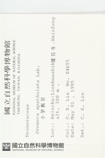 小毛氈苔藏品圖，第2張