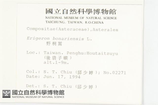 野塘蒿藏品圖，第2張