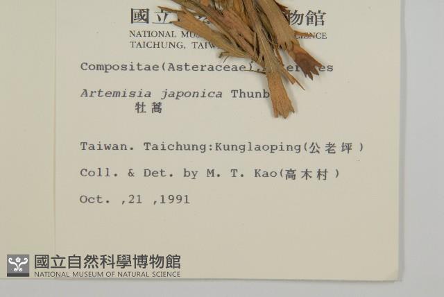 牡蒿藏品圖，第2張