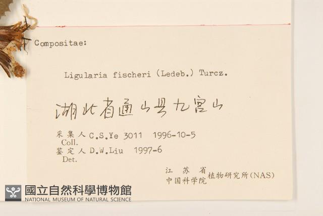 狹苞橐吾藏品圖，第3張