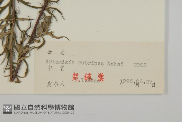 紅足蒿藏品圖，第3張