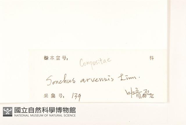 苦苣菜藏品圖，第3張